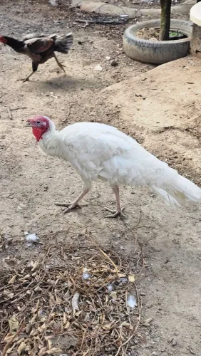 Peru 1 macho e 2 fêmea 