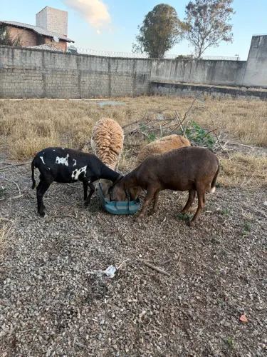 Ovelhas e cabra