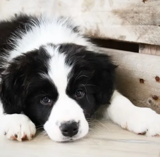 Border Collie Companhia que aquece momentos