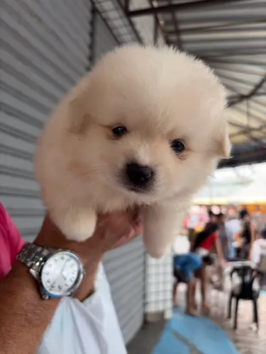 Vendo filhotes Lulu da pomerania