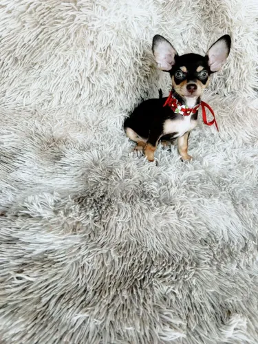 Pinscher 0 verique a disponibilidade 