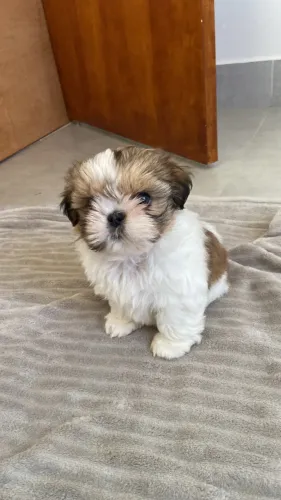 Pet