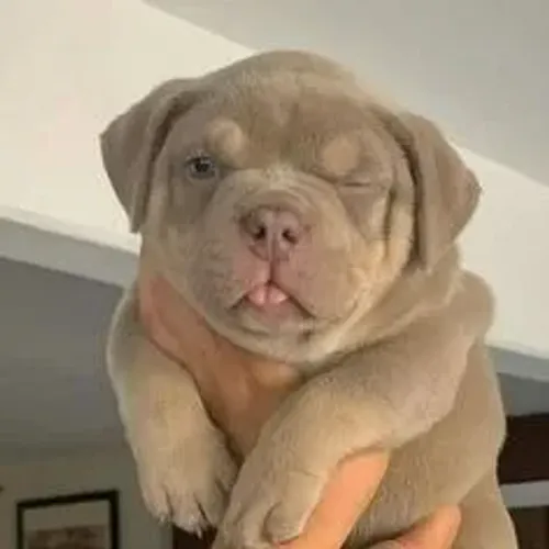 American Bully