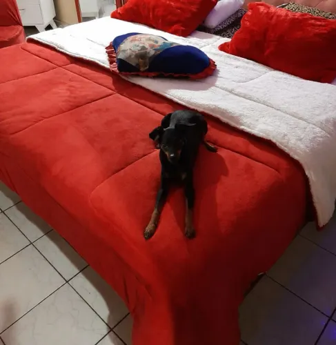 Cama king size 