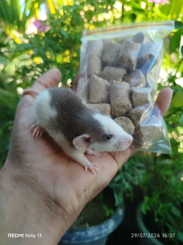 Ratinhos