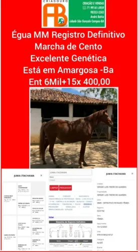 Égua MM Registrada no Definitivo 