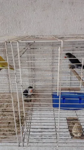 Vendo gaiola 