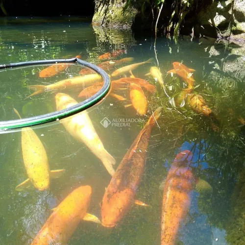 Sítio a Venda em Florianópolis Vargem do Bom Jesus