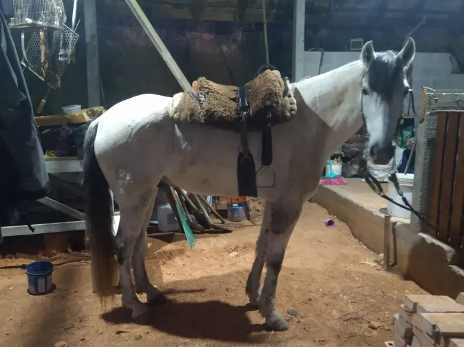 Cavalo