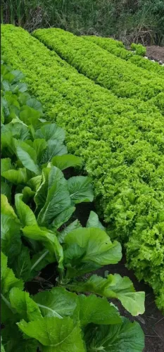 Hortaliças abobora jilo coive alface quiabo