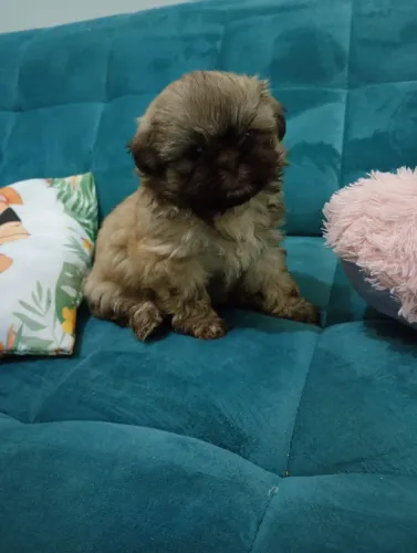 Fêmea de Shih Tzu
