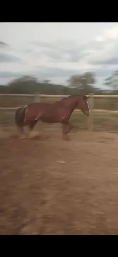 Vendo égua mangalarga marchador 