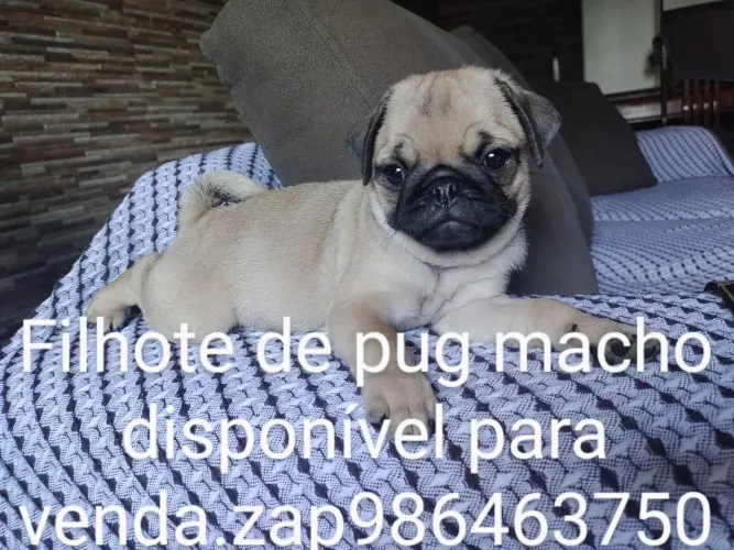 Pug