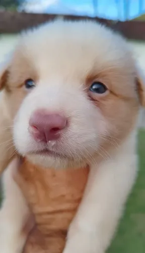 FILHOTE BORDER COLLIE