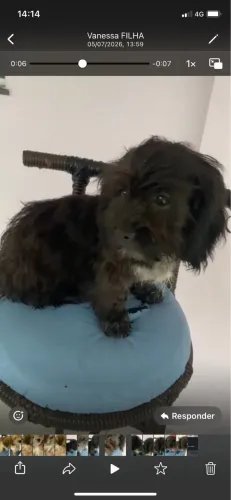 Lindas fêmeas SHIH TZU com Pinscher .