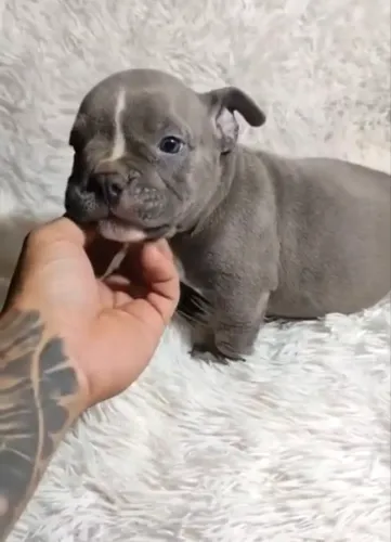 American bully - fêmea blue 