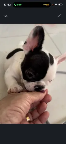 Buldogue Francês 