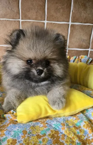 Lulu da Pomerania: Elegância e companhia.