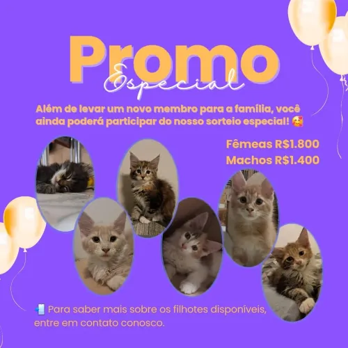 Lindos Maine Coon - Promoção Especial + Sorteio!