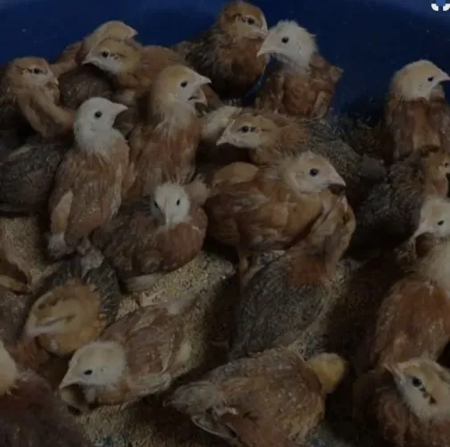 Tenho 20 pintinhas poedeiras embrapa pra vender todas vacinadas a 30 a unidade.