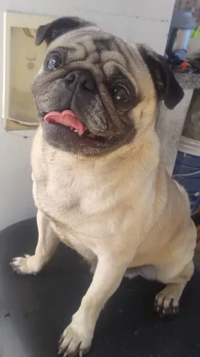 Pug com 2 anos