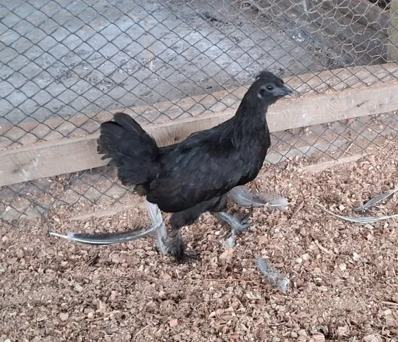 Franguinha garnize (genética de ovo azul)