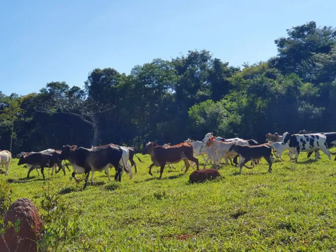 Terrenos 20.000m2 Margens do Rio Pará c/ Escritura Registro e Prestações de 1.550