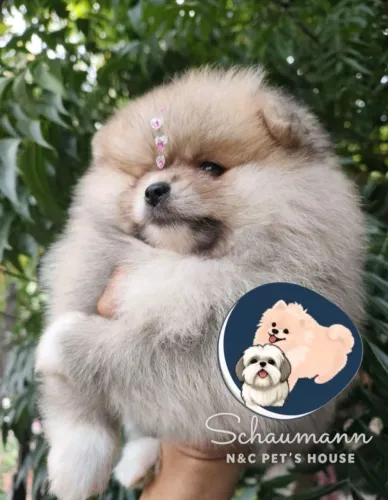 Spitz alemão anão disponíveis