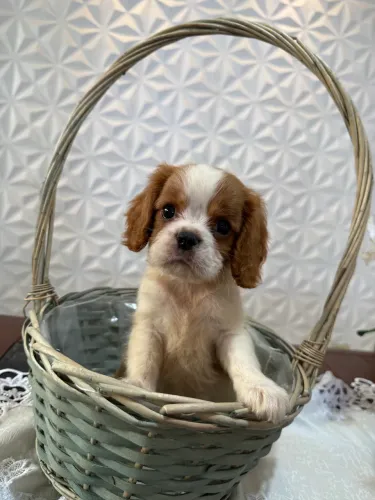 Pequeno Príncipe Cavalier - Charme e Elegância em Cada Detalhe