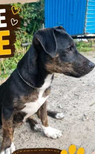 Doação de cachorro.