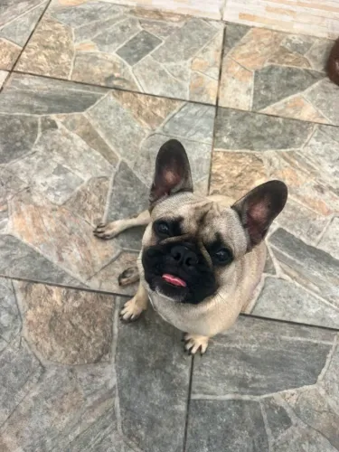 Buldog francês fêmea