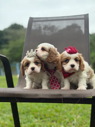 Cavalier king, seu melhor amigo está aqui