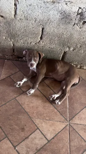 Filhote de pitbull