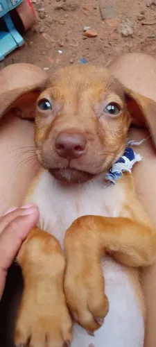 Doação de cachorro 