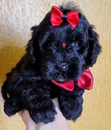 Poodle toyzinha charmosa