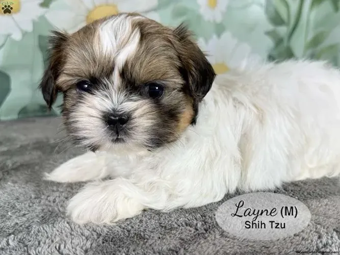 Shih Tzu - Últimos | Chamar no WhatsApp