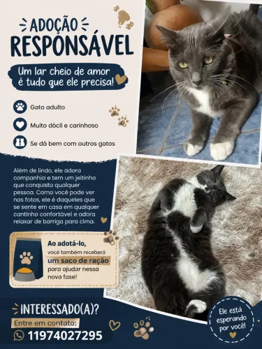 Doação de gato