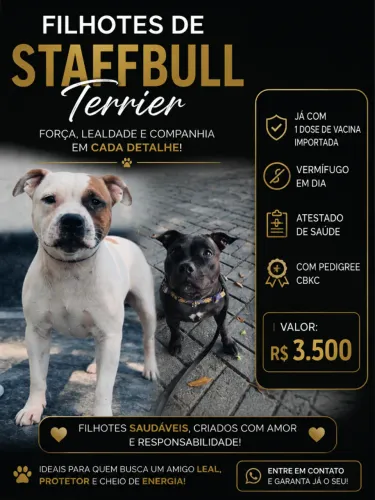  FILHOTES DE STAFFBULL TERRIER  Filhotes disponíveis, já com 1 dose de vacina importa