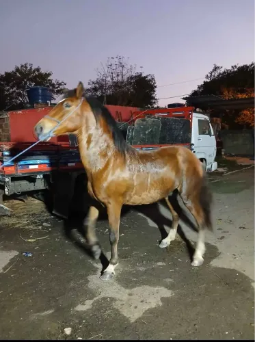 CAVALO 