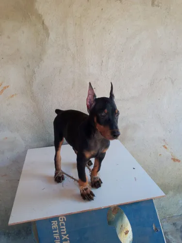 Dobermann puros