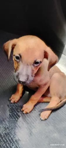 Dog adoção  - cachorrim fofinho.