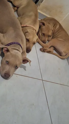 FILHOTE de PITBULL