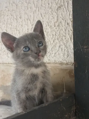 Gatos adoção