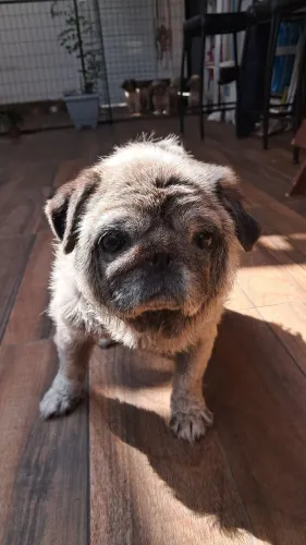 Adoção responsável- Pug fêmea