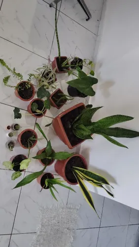 Plantas e vasos