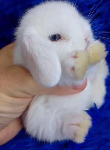 Mini coelhos