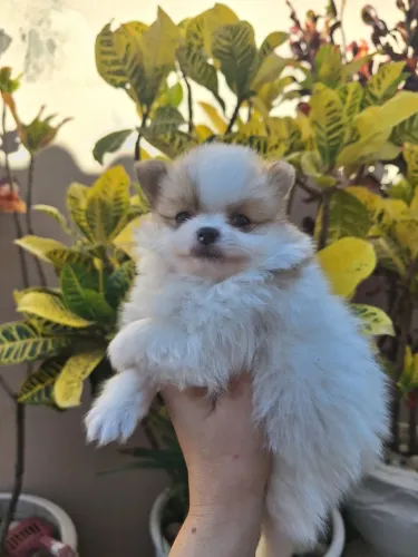 Spitz alemão Macho