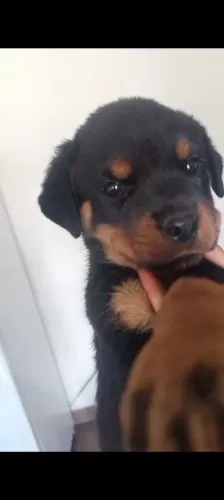 Filhotes de Rottweiler 