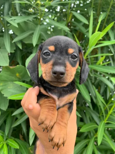 Dachshund filhote macho (salsichinha)