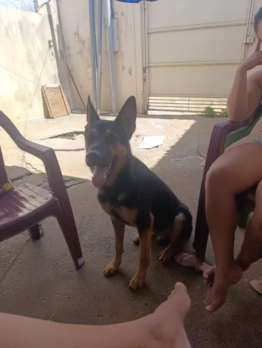Cachorro pastor alemão